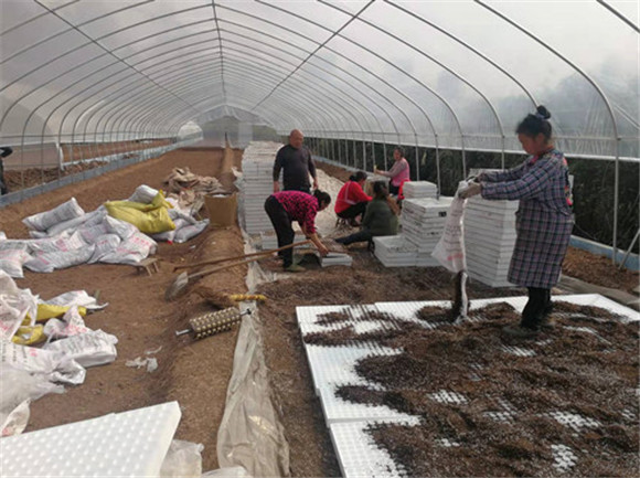 村民在辣椒育苗基地展开育苗工作。特约通讯员 周福蓉  摄