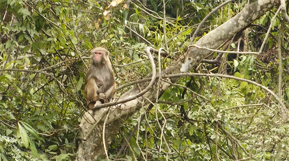 1在树上玩耍的野生猴群。黔江区融媒体中心供图 华龙网发