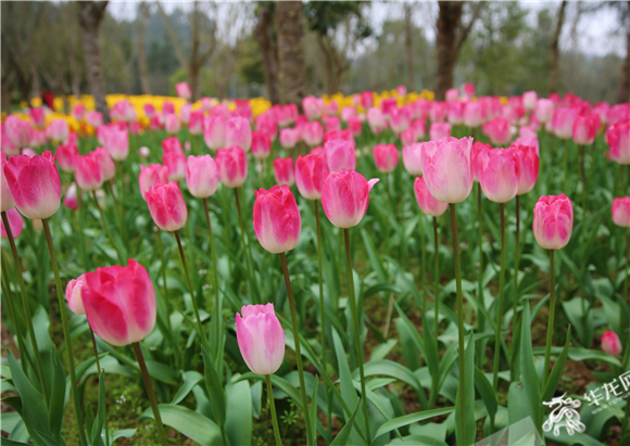长寿湖郁金香展今年种植达110多种。华龙网-新重庆客户端记者 舒婷 摄