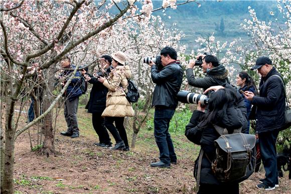 摄影爱好者拍摄双山镇樱桃花。通讯员 陈刚 摄