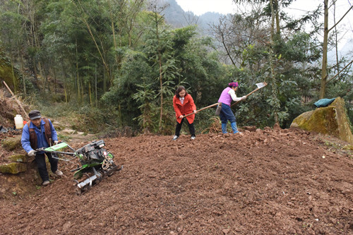 驻村第一书记陈娟（中）帮助种植户挖地助耕。特约通讯员 隆太良 摄