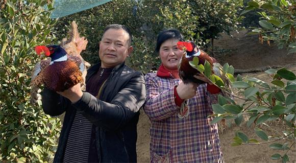 刘明洪（左）展示已成年的山鸡。通讯员 李达元 摄