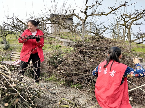 五和村青年志愿者和农家书屋志愿者正在打扫梨园生产便道。通讯员 霍之科 摄