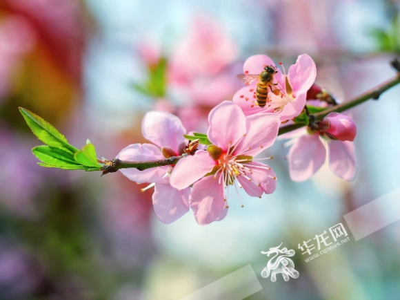 春光灿烂，桃花盛开。华龙网-新重庆客户端记者 张质 摄