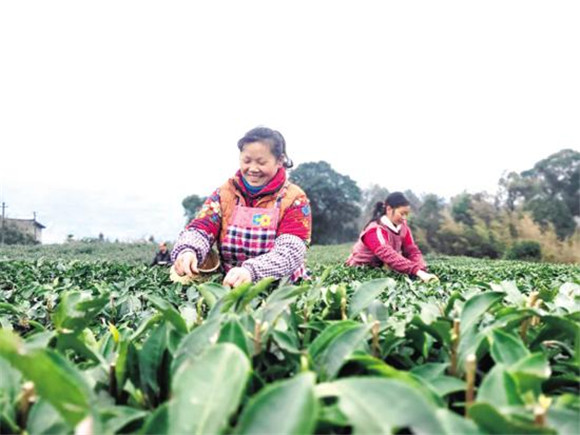 茶农们小心翼翼摘下今年第一批春茶。通讯员侯星宇杨健供图