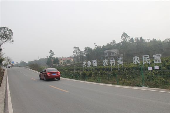 1青山村穿越而过的省道303段旁的青山村柑橘基地。特约通讯员 蒋文友 摄