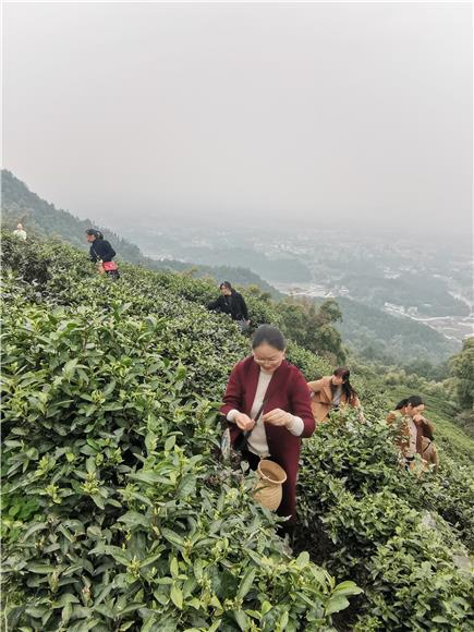 2大足区交通系统女工采摘茶叶现场。特约通讯员 蒋文友 摄
