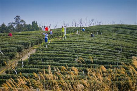 游客在石角镇新农村体验采茶。通讯员 陈星宇 摄