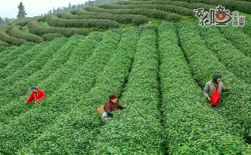 每年春茶采摘时节，村民们忙完自家的，都会到茶园里帮忙采茶、拣剔。“近两个月的时间，就能赚6000多元。”赵昌亮说。