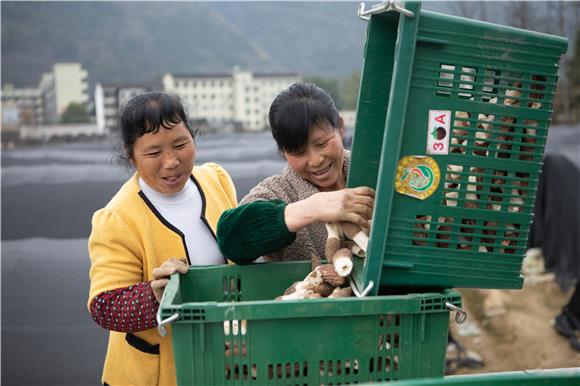 3月5日，村民把采摘羊肚菌装篮。通讯员 胡程 摄
