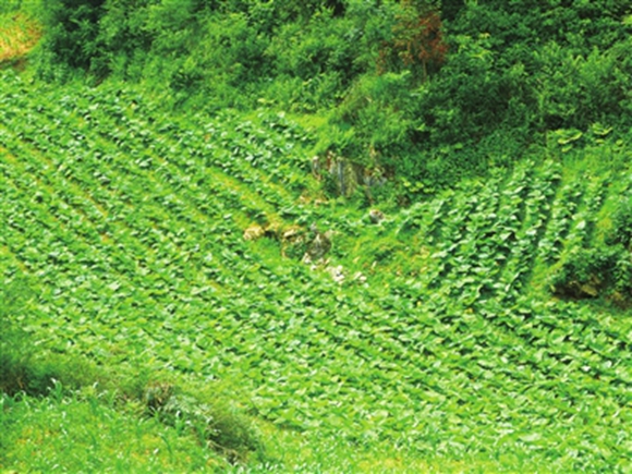 大黄种植带。通讯员 李蕾 曹金山 供图 大黄种植带。通讯员 李蕾 曹金山 供图