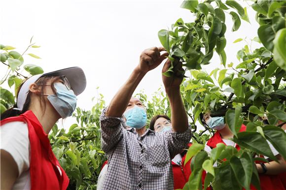 农业技术人员讲解梨树疏果技巧。通讯员 陈仕川 摄