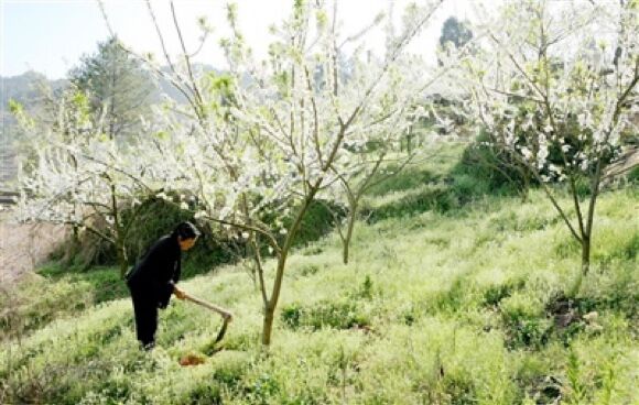 在西城街道永合社区，村民正在管护李子树。通讯员 黎明 摄