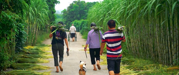 岛上居民挑着刚砍下来的新鲜甘蔗。江津区石蟆镇政府供图 华龙网发
