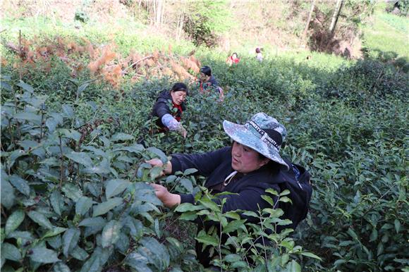 明通镇白台村茶园基地采茶忙。  通讯员 郭凡 摄