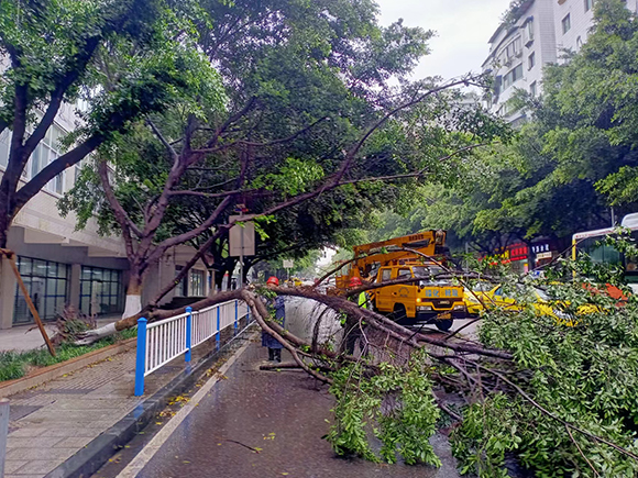 整形医院附近行道树被风雨吹倒，绿化工人正清障中。沙坪坝区城管局供图 华龙网发