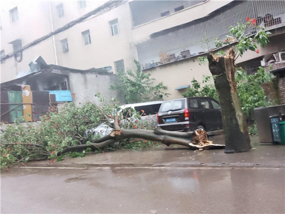 郭家沱街道琏珠社区农民新村树枝被吹断，车辆轻微受损。郭家沱街道供图