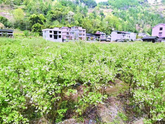 阳河村发展的蓝莓产业。通讯员 黄玉保 摄