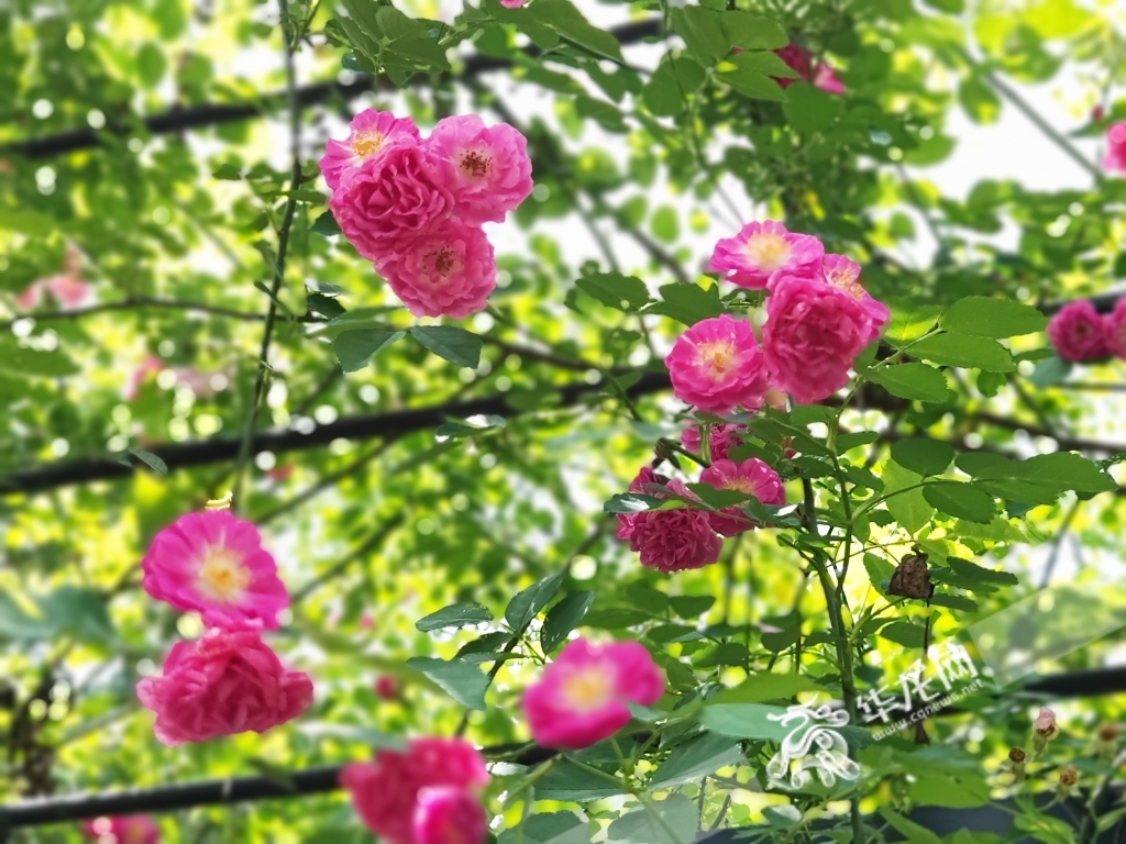 盛开的蔷薇花，漂亮。华龙网-新重庆客户端记者 谢鹏飞摄