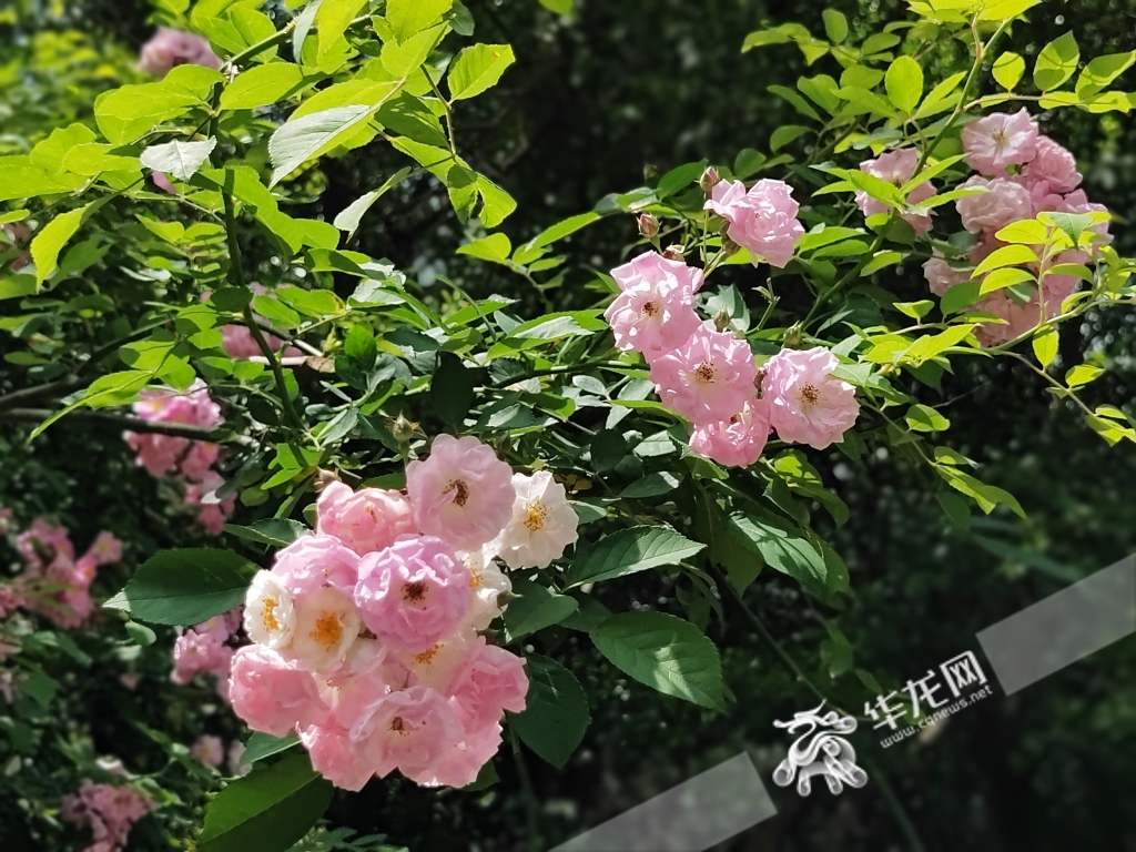 粉色的蔷薇花在阳光的照射下，格外耀眼。华龙网-新重庆客户端记者 谢鹏飞摄