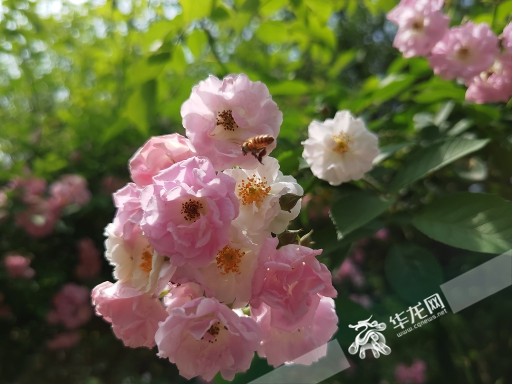 盛开的蔷薇花迎来蜜蜂采蜜。华龙网/新重庆客户端记者 谢鹏飞摄