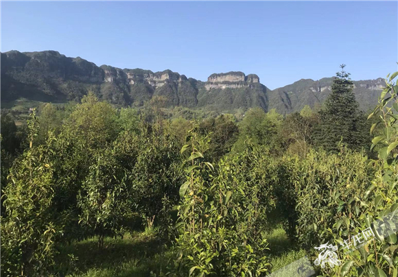 4金佛山南坡，仿野生栽培的南川大树茶。华龙网-新重庆客户端记者 陈美西 摄