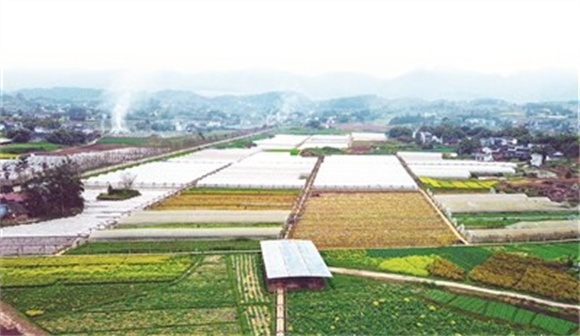 绿油油的智灯村蔬菜基地构成了一道靓丽的风景线。通讯员 杨文广 摄
