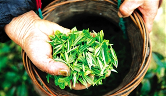 村民展示刚采摘的茶叶。通讯员 杨敏 摄