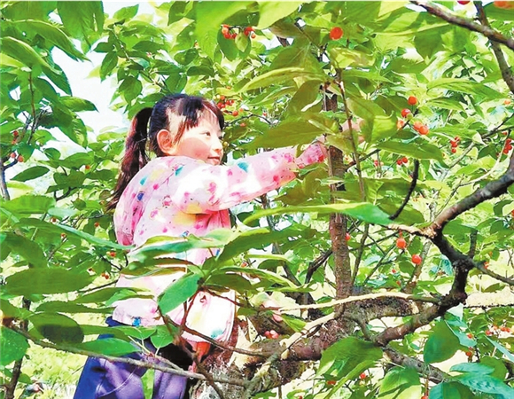 小朋友在采摘樱桃。通讯员 唐春琳 摄