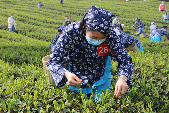 2022年永川秀芽采茶大赛在永荣镇举行。永川区委宣传部供图 华龙网发2