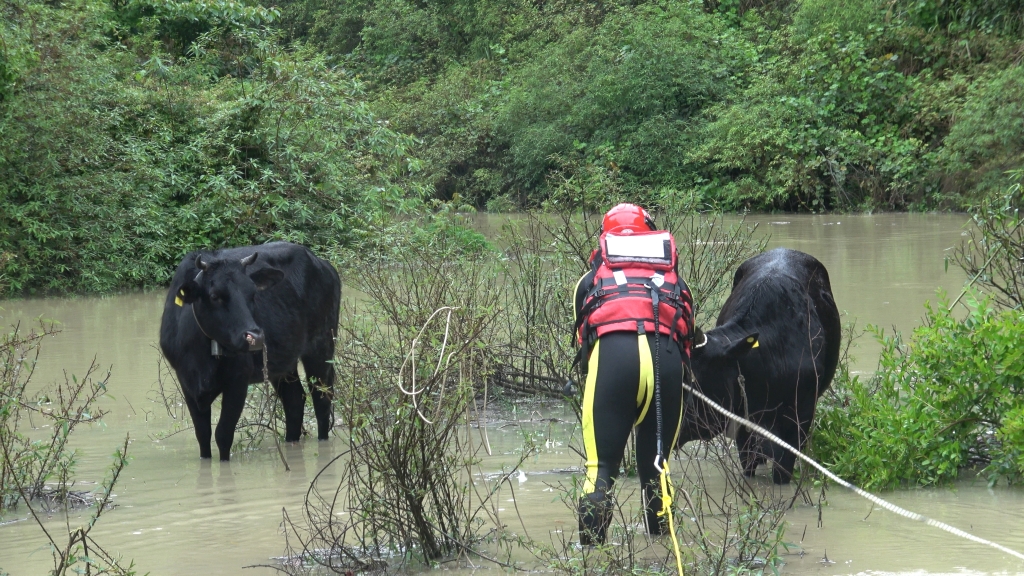 1消防员将其中一头牛的牵绳跑到岸上。黔江区消防供图 华龙网-新重庆客户端 发
