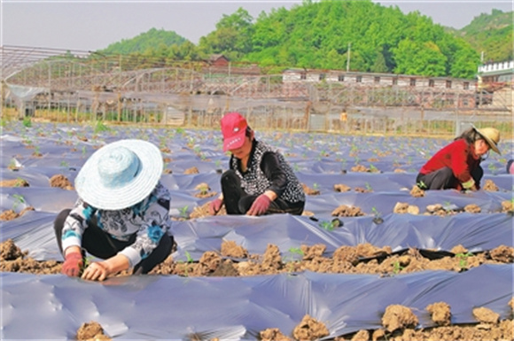 农户正在新发农场栽种辣椒秧苗。通讯员 吴灿 摄