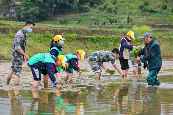 第二届长江三峡（梁平）耕春节研学体验活动，青少年在体验农田插秧。通讯员 熊伟 摄