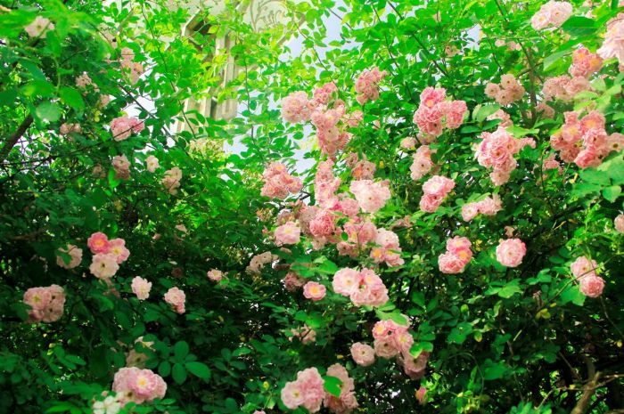 层层叠叠的蔷薇花墙。通讯员 刘芸 胡义双 摄