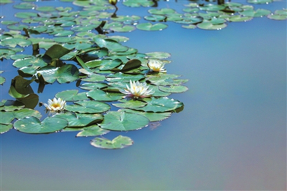 双桂湖国家湿地公园，湖面的睡莲花开正艳。通讯员 熊伟 摄