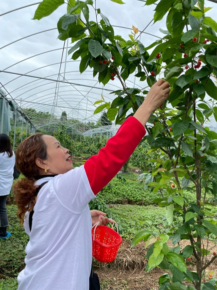 职工代表正在采摘樱桃。璧山区总工会供图 华龙网发