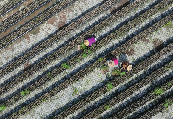 村民在澄江镇五一村沃柑种植基地采摘晚熟沃柑。通讯员 秦廷富 摄