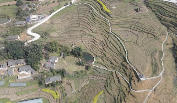 奉节县充分利用独特的地理、气候等优势，大力发展白茶产业。通讯员 李红春 摄