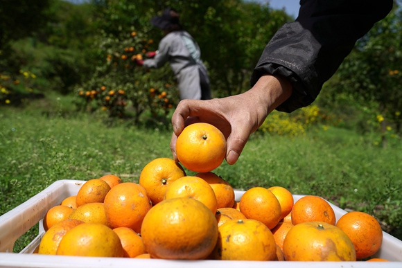 村民在澄江镇五一村沃柑种植基地采摘晚熟沃柑。特约通讯员 秦廷富  摄
