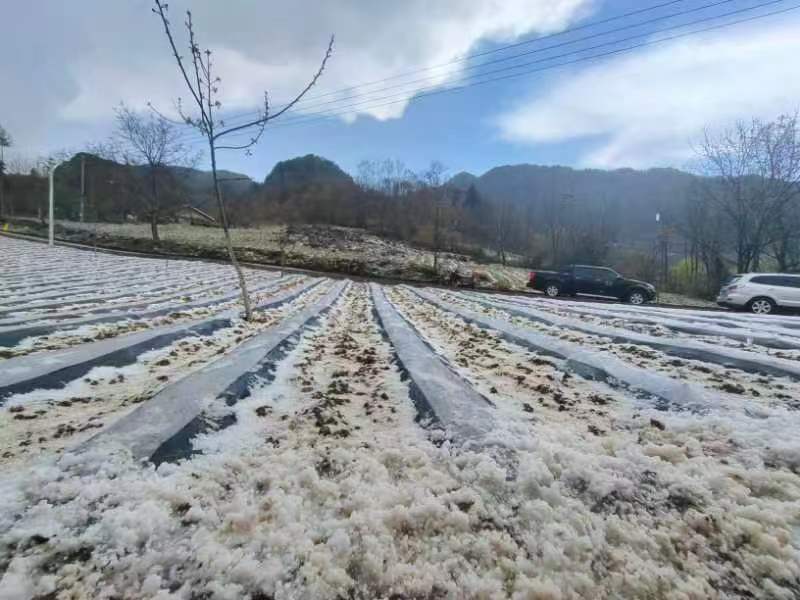 今（20）日14时30分左右，巫溪县双阳乡遭遇了短时冰雹天气。通讯员 邓承涛 摄