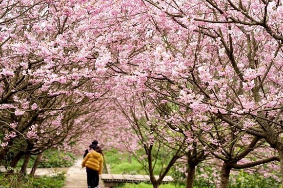 2月时节，游人在重庆市北碚区澄江镇五一村樱花橘乡农业公园拍摄盛开的樱花。特约通讯员 秦廷富  摄