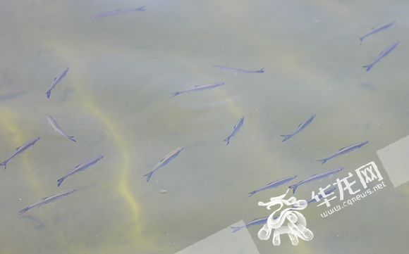 河水清澈，鱼儿游来游去。华龙网-新重庆客户端 首席记者 李文科 摄