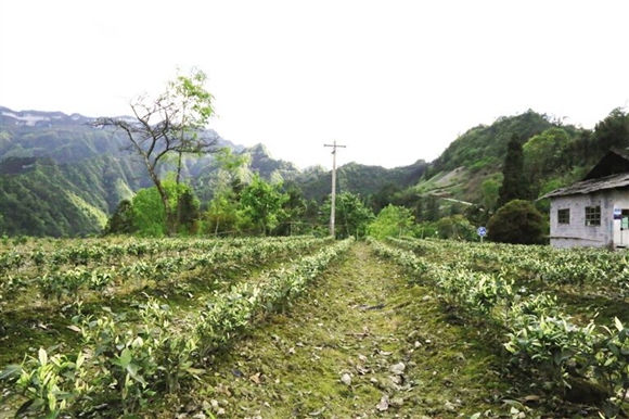 荆竹村白茶产业园一角。通讯员 杨敏