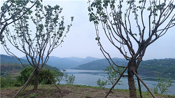 三月初北碚区在澄江镇上马台村种植的树木长势良好。通讯员 田济申 摄