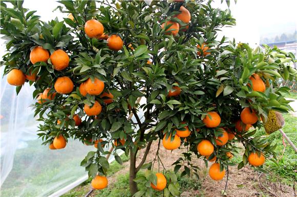 2大足中敖镇标准化生产柑橘基地。特约通讯员 谭显全 摄