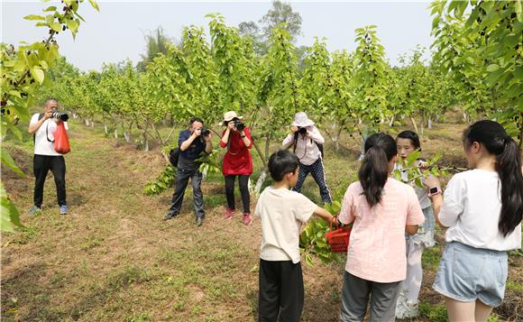 攝影愛好者在采摘園里采風(fēng)創(chuàng)作。通訊員 陳剛 攝