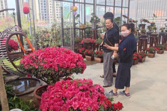 市民在花卉展观赏杜鹃。通讯员 刘晓娟 摄