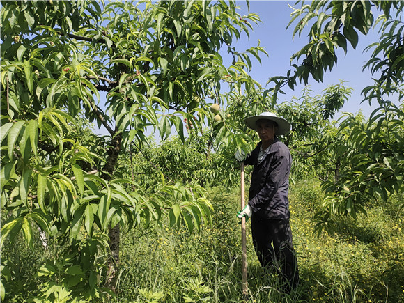 村民正在锄地养护桃树。沙坪坝区农业农村委供图 华龙网发
