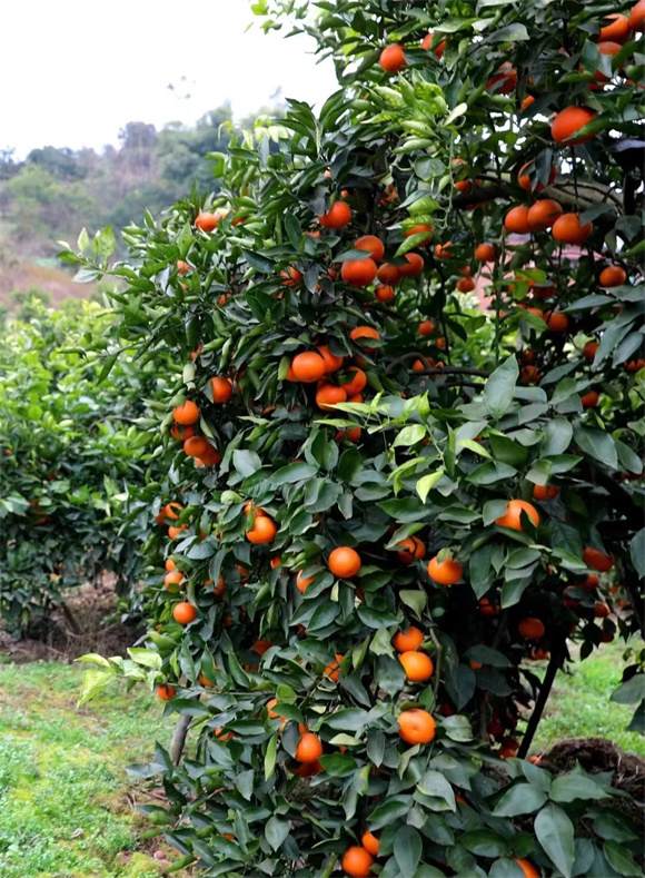 进入丰产期的橙树。通讯员 陈彦阳 供图