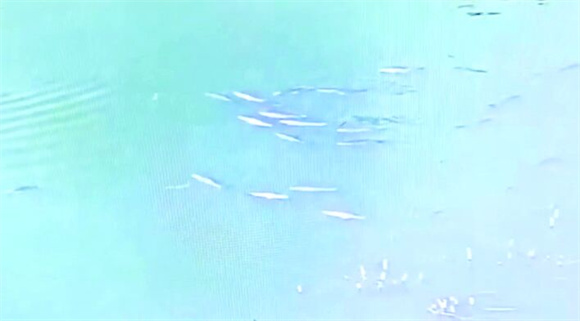 渔政视频AI预警处置系统监控到的鱼群画面。通讯员 王丽 供图